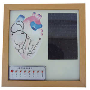 Cardiac conduction system electric model